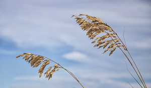 2022 Aug 30 SeaOats02