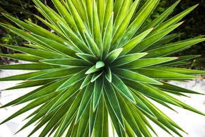 2022 Aug 30 Yucca01