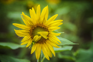 2022 July 15 Sunflower01