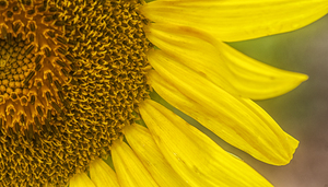 2022 July 15 Sunflower02