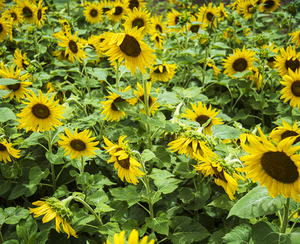 2022 July 15 Sunflower03