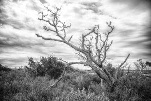 2022 June 10 DeadTree01
