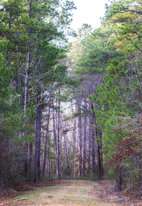 End of the Road - Croatan National Forest