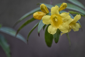 Carolina Jasmine in the Croatan National Forest