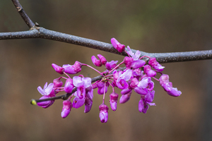 Spring Color Among the PInes of the Croatan