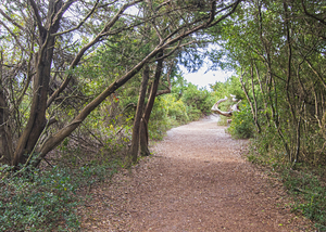 Elliot Coues Trail Fort Macon State Park