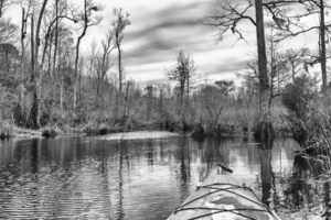 Kayaking Into the Swamp - Eastern North Carolina