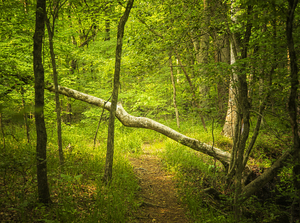 A Trail Runs Through It - Indian Creek Forest Walk
