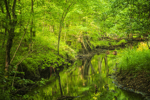 Summer View Along Island Creek