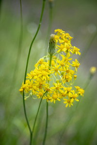 2022 May 11 SmRagwort01