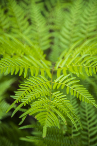 2022 May 22 Fern01