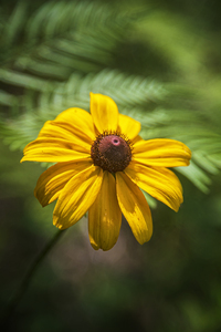 2022 May 29 BlackeyedSusan01