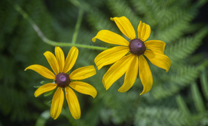 2022 May 29 BlackeyedSusan02