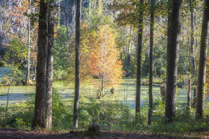 2022 Oct 18 CypressInSwamp01