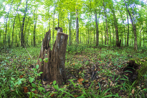 2022 Sept 18 ForestScene01