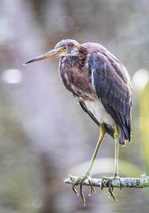 2022 Sept 27 TricoloredHeron03