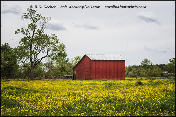 Red Barn in a Field of Yellow Flowers Print
