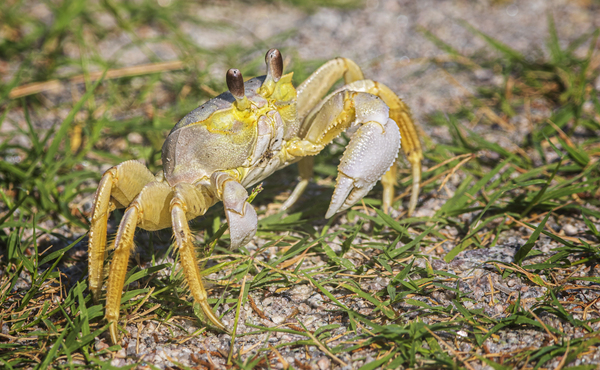 2022 Aug 03 FiddlerCrab01 Print