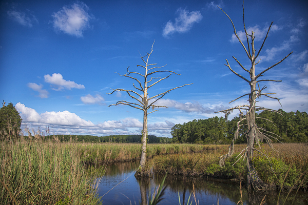 2022 July 03 Wetland01  Print
