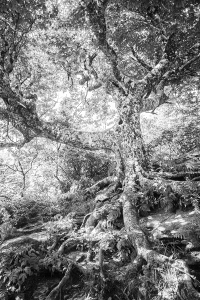 2022 June 20 CraggyTree01 Print