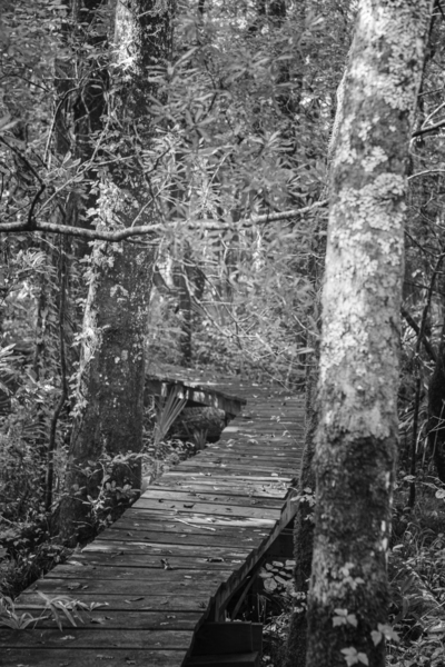 2022 Sept 12 Croatan04  Print