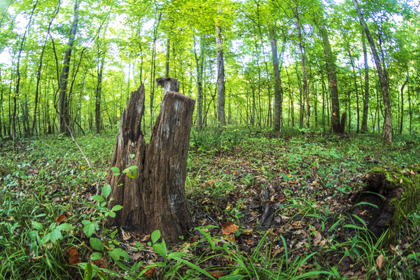 2022 Sept 18 ForestScene01 Print