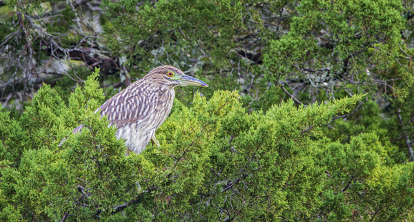 2022 Sept 27 NightHeron01 Print