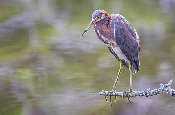 2022 Sept 27 TricoloredHeron01 Print