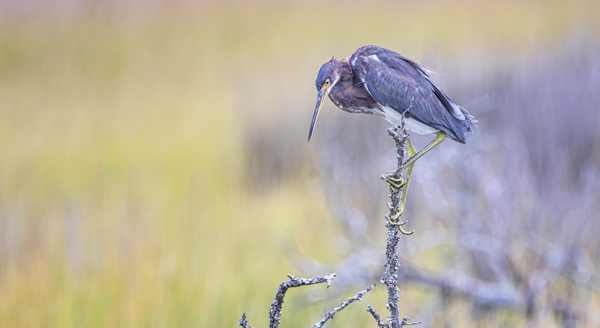 2022 Sept 27 TricoloredHeron02 Print
