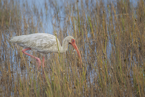 2022 Sept 27 WhiteIbis01 Print