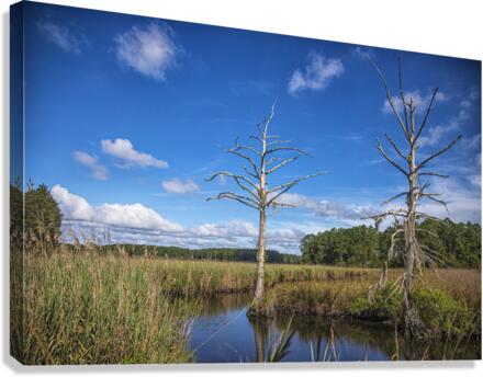 2022 July 03 Wetland01  Canvas Print
