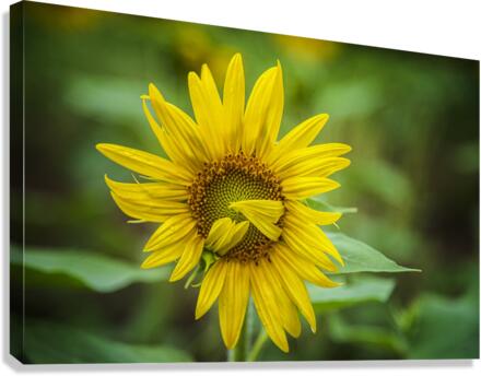 2022 July 15 Sunflower01  Canvas Print