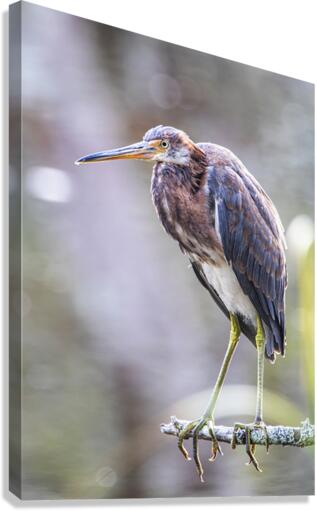 2022 Sept 27 TricoloredHeron03  Canvas Print