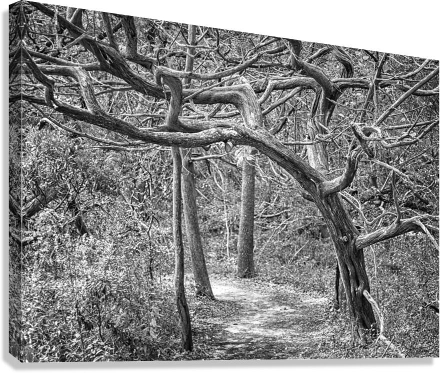 2022 Sept 27 ElliotCouesTrl04  Canvas Print