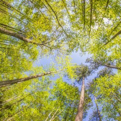 2022 April 17 Canopy01
