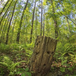 2022 April 17 Stump01