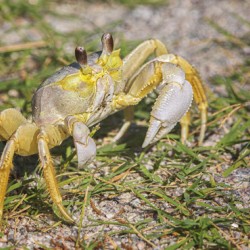 2022 Aug 03 FiddlerCrab01