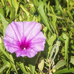 2022 Aug 03 MorningGlory01
