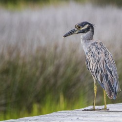 2022 Aug 19 Yellow CrownedNH01