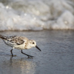 2022 Aug 30 Sanderling01