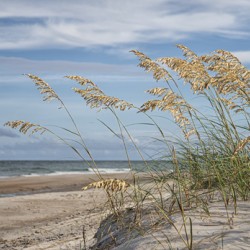 2022 Aug 30 SeaOats01