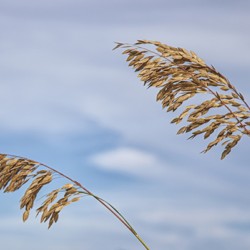 2022 Aug 30 SeaOats02