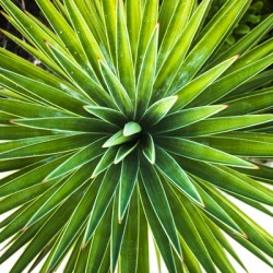 2022 Aug 30 Yucca01