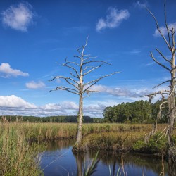 2022 July 03 Wetland01