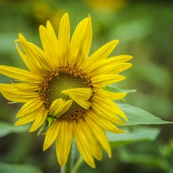 2022 July 15 Sunflower01