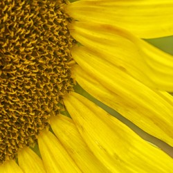 2022 July 15 Sunflower02