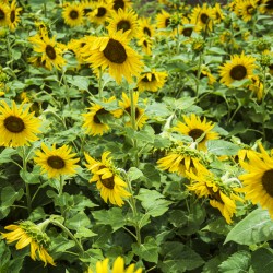 2022 July 15 Sunflower03