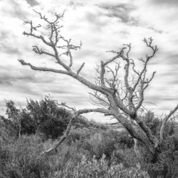 2022 June 10 DeadTree01