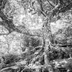 2022 June 20 CraggyTree01