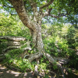 2022 June 20 CraggyTree02